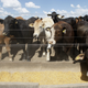 Beef cattle in a pen